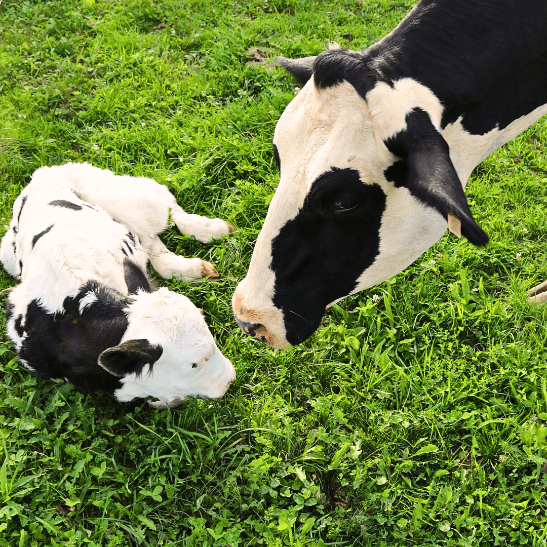 Cow and calf love